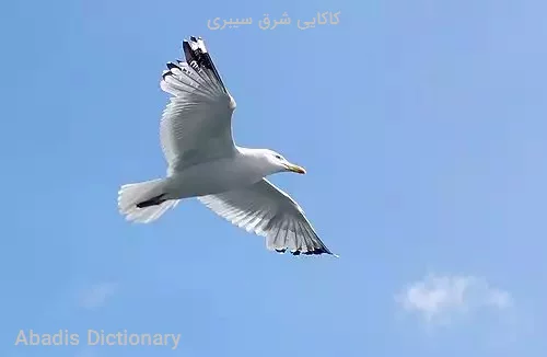 کاکایی شرق سیبری